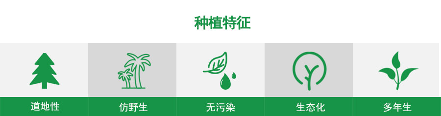 中草藥種植